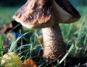 white and brown mushroom thumbnail