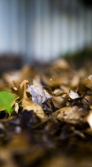 tilt shift photo of dried leaves thumbnail