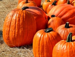 ripe pumpkins lot thumbnail