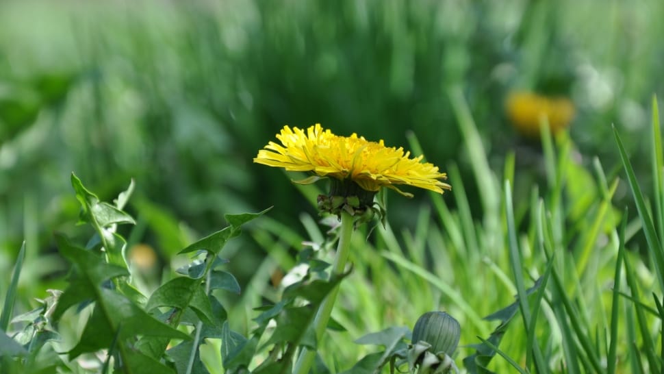 Spring, Yellow Flower, Meadow, Dandelion, flower, growth preview