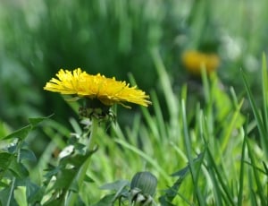 Spring, Yellow Flower, Meadow, Dandelion, flower, growth thumbnail