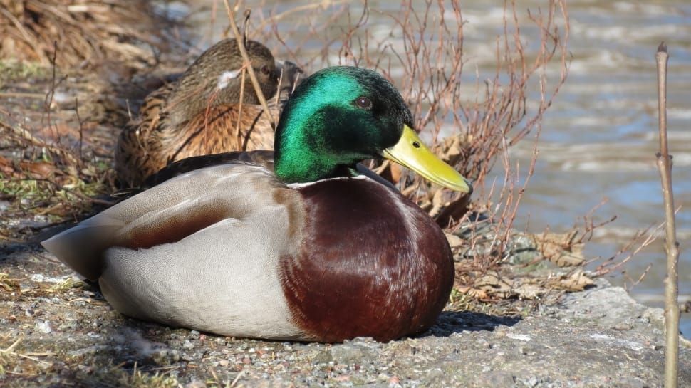 mallard duck preview