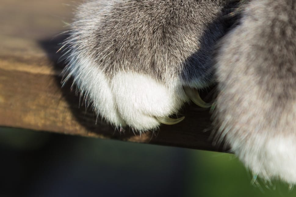closeup photo of grey and white cat paws preview