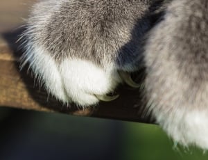 closeup photo of grey and white cat paws thumbnail