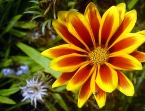 yellow and maroon petaled flower thumbnail
