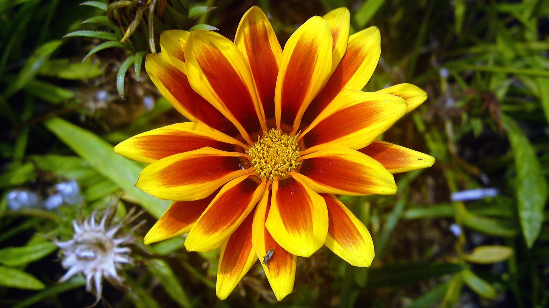 yellow and maroon petaled flower