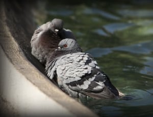two gray pigeons on body of water thumbnail