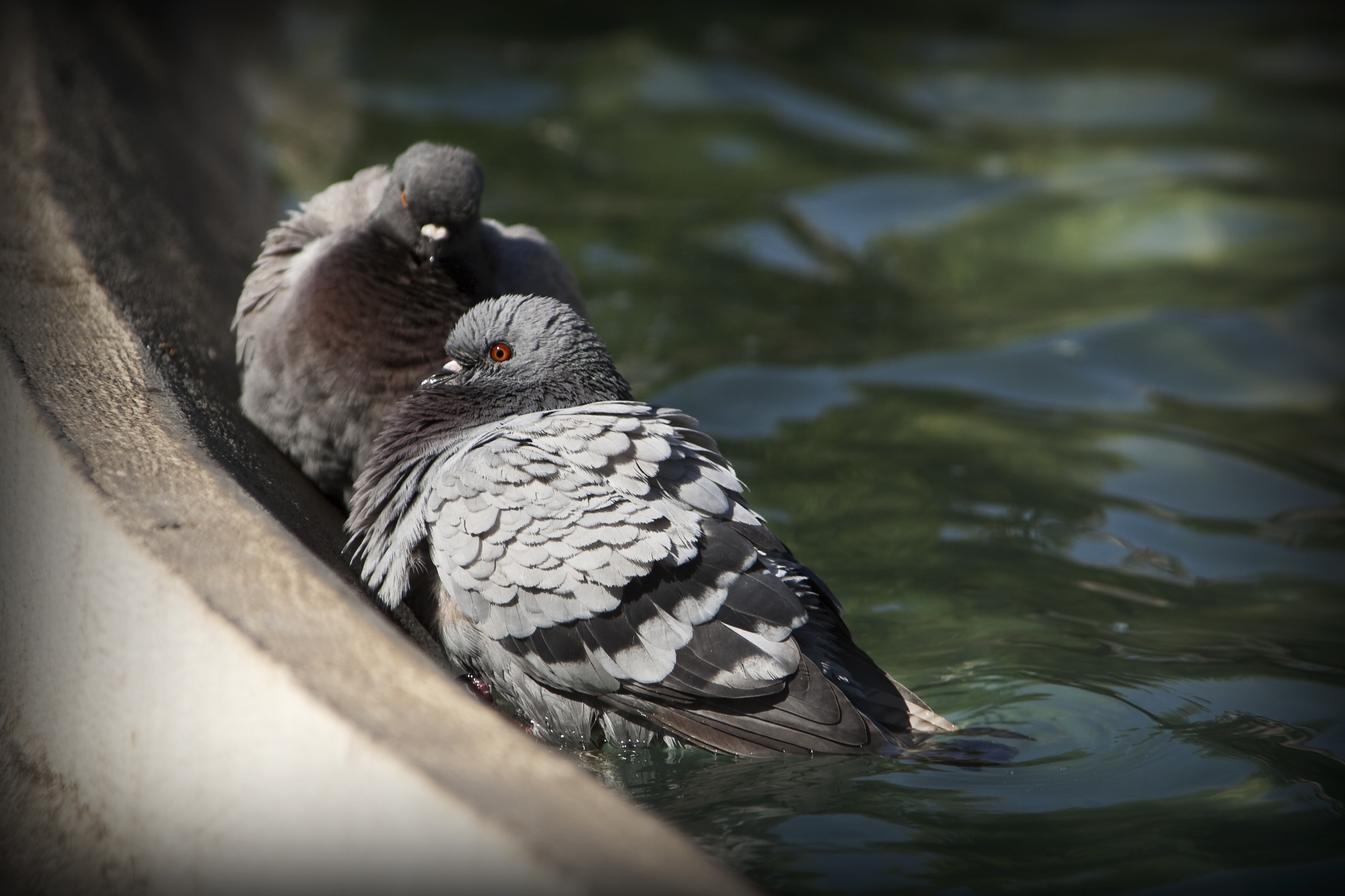 two gray pigeons on body of water