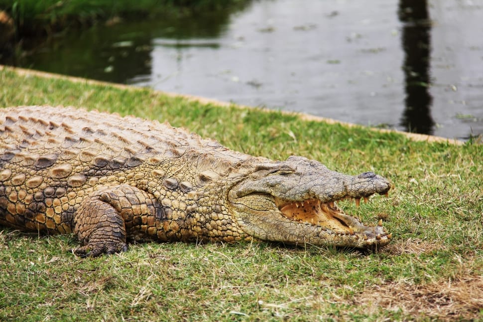 crocodile near body of water during daytime preview