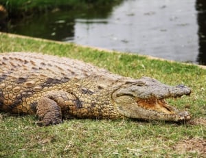 crocodile near body of water during daytime thumbnail