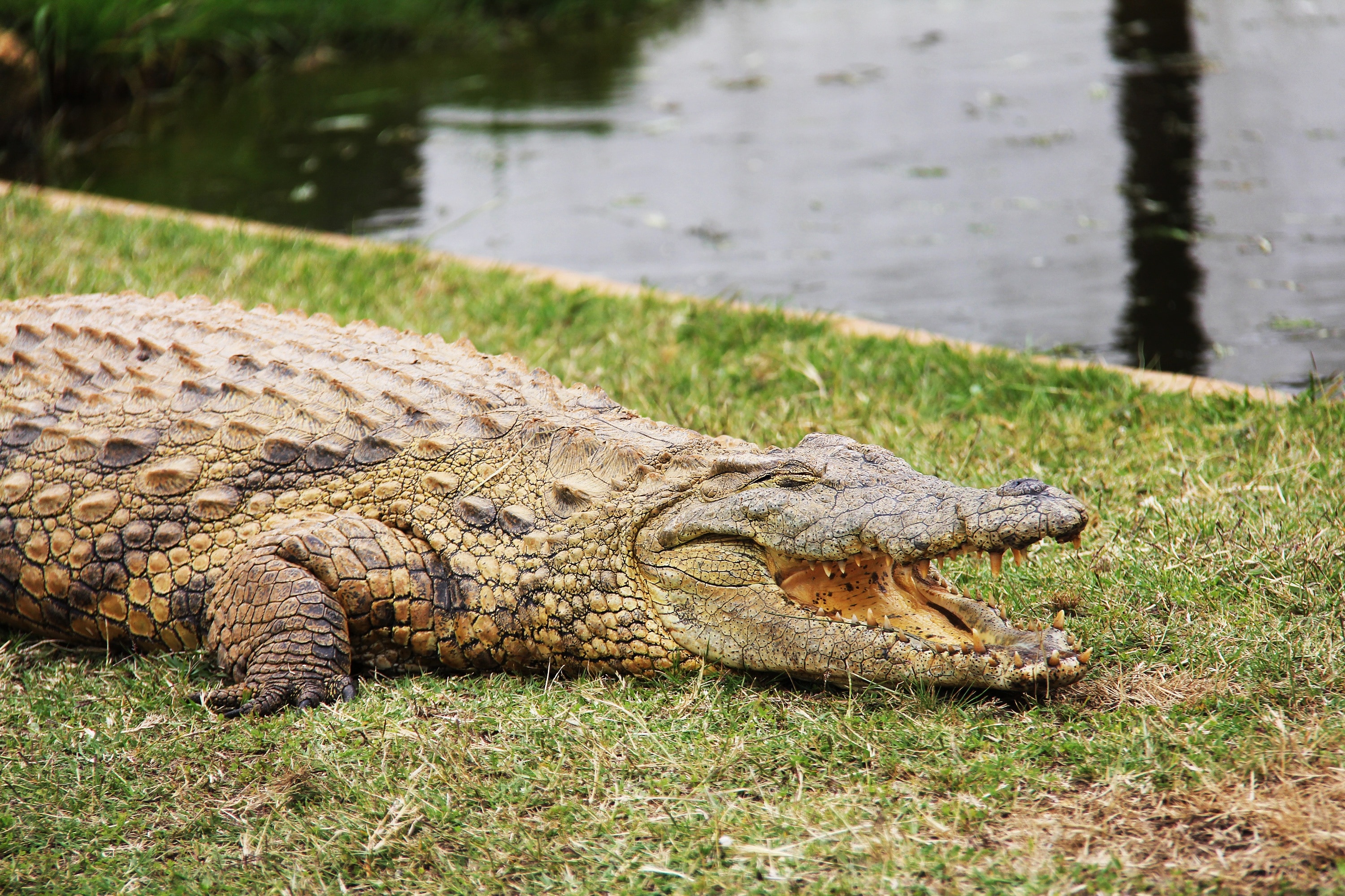 crocodile near body of water during daytime