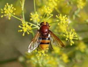 yellow and brown hoverfly thumbnail