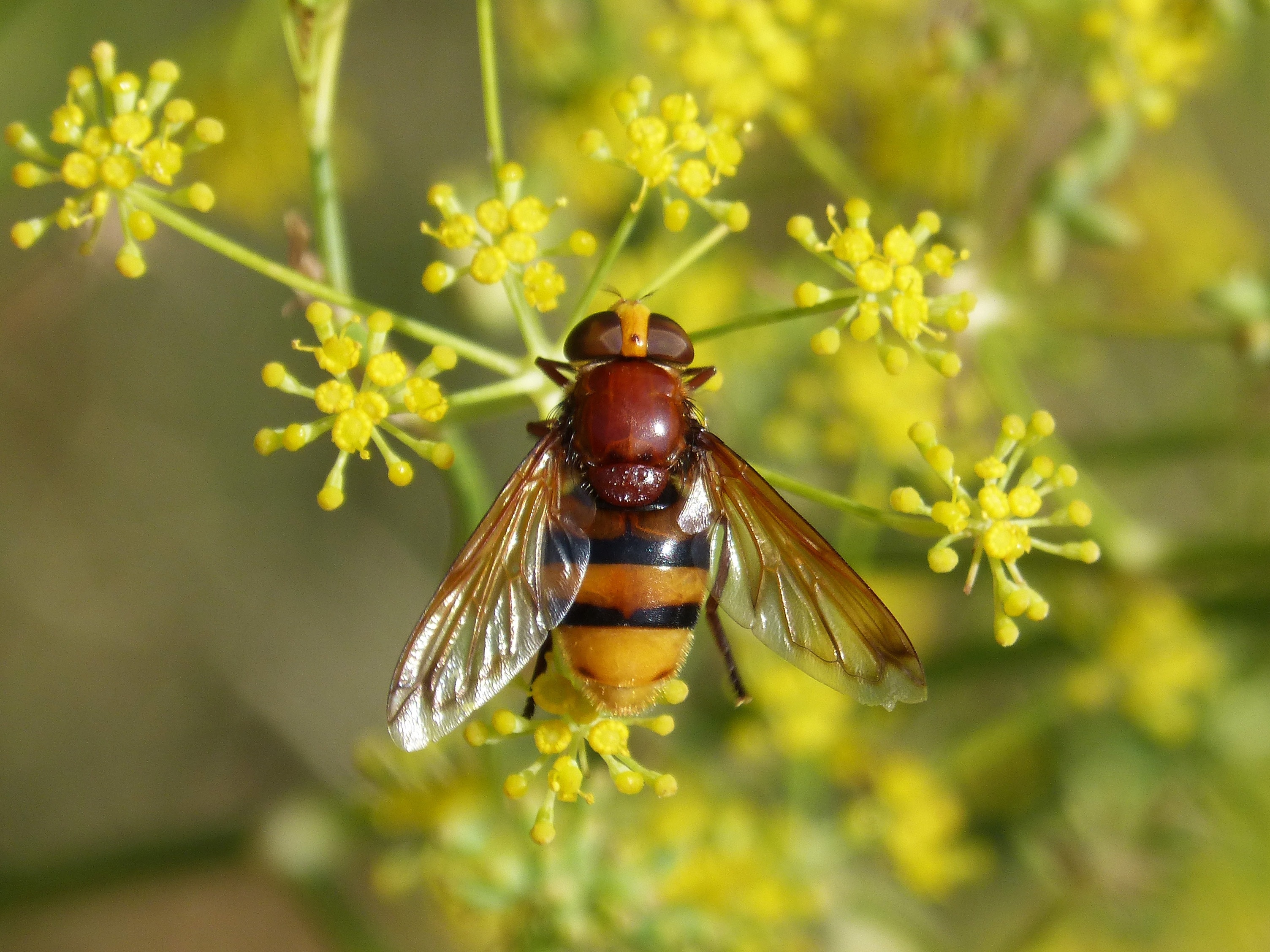 yellow and brown hoverfly