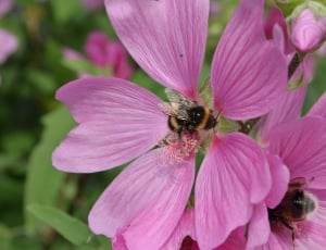 Propagation, Pollen, Bumblebee, Bug, flower, one animal thumbnail