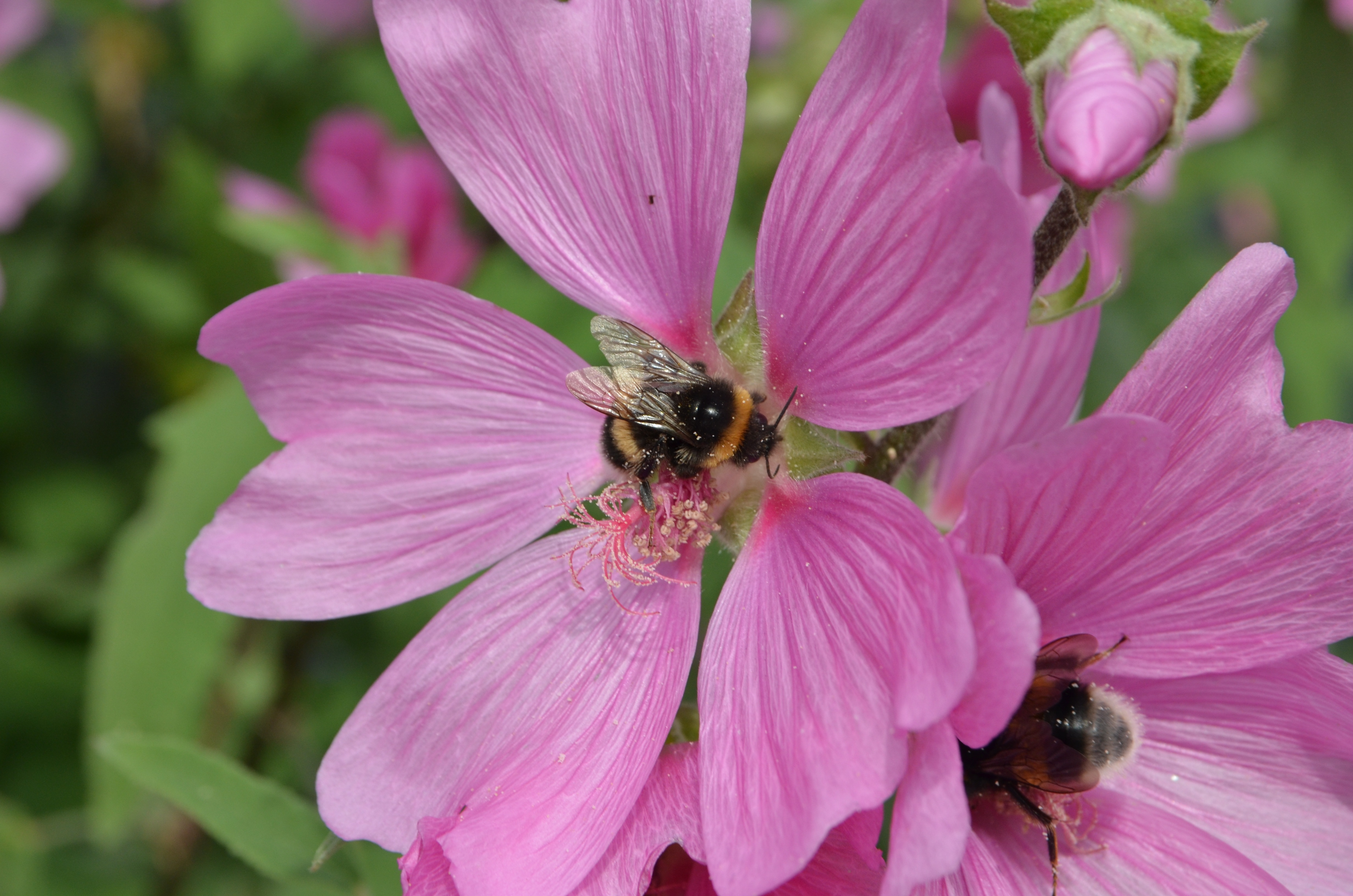 Propagation, Pollen, Bumblebee, Bug, flower, one animal