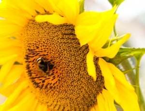 deep yellow sunflower macro lens photography thumbnail