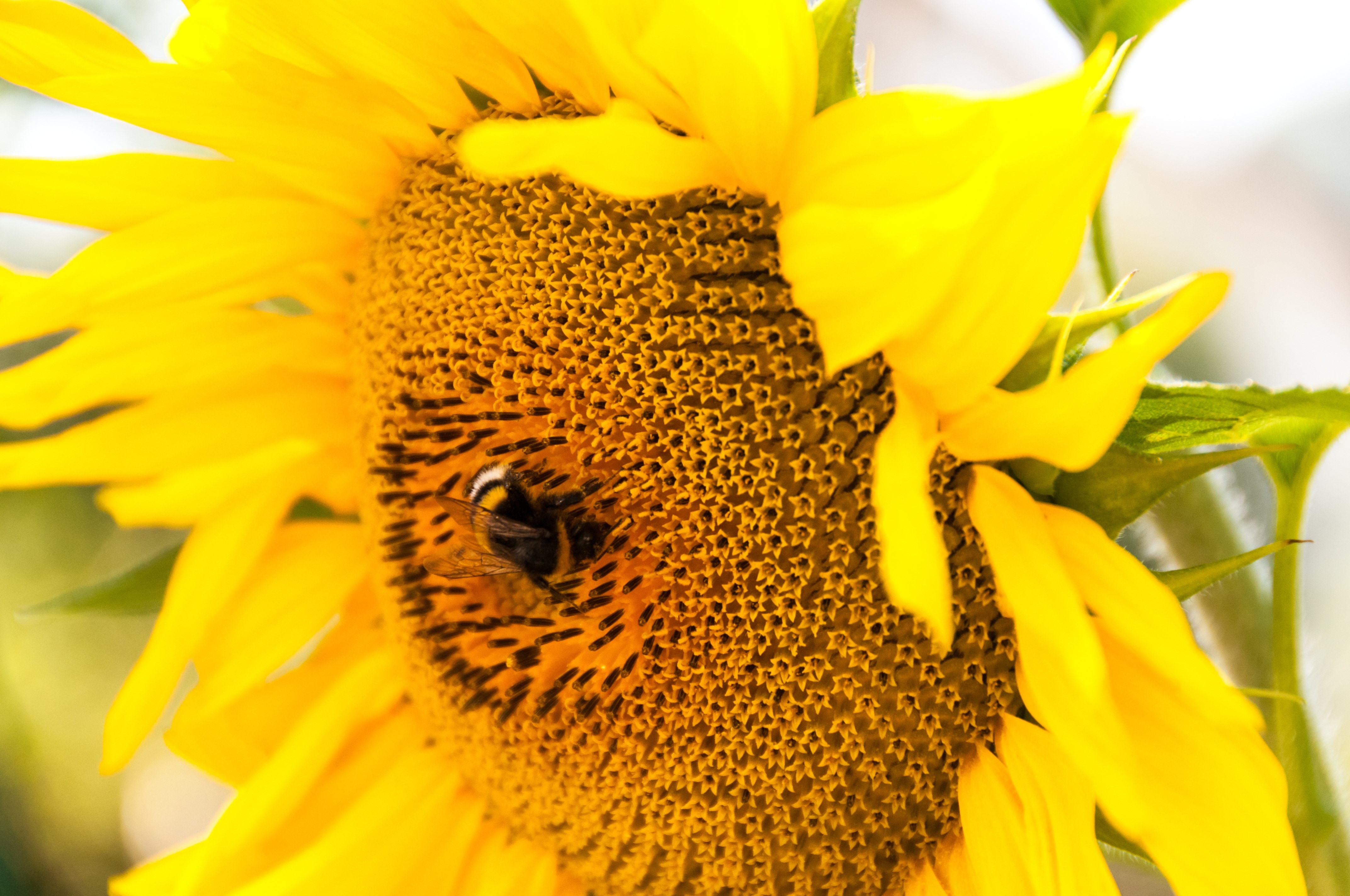 deep yellow sunflower macro lens photography