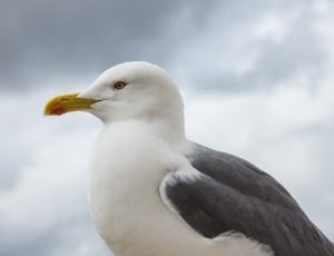 white and grey yellow beak bird thumbnail
