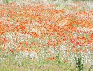 pink and white flower field at daytime thumbnail