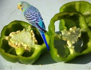 blue green and black parakeet thumbnail