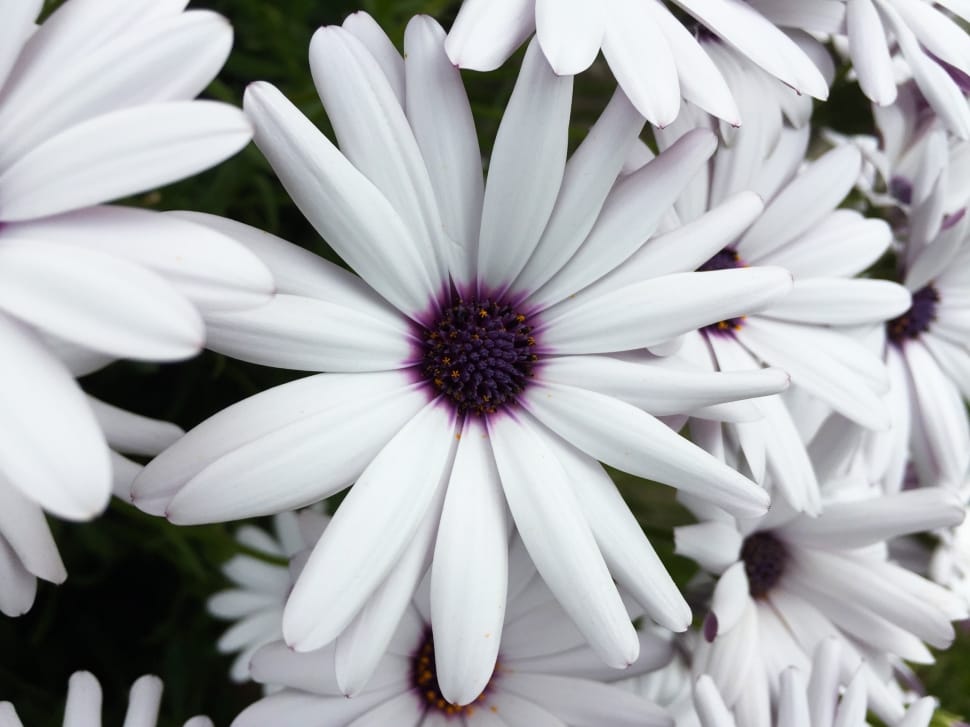white and purple petaled flowers preview