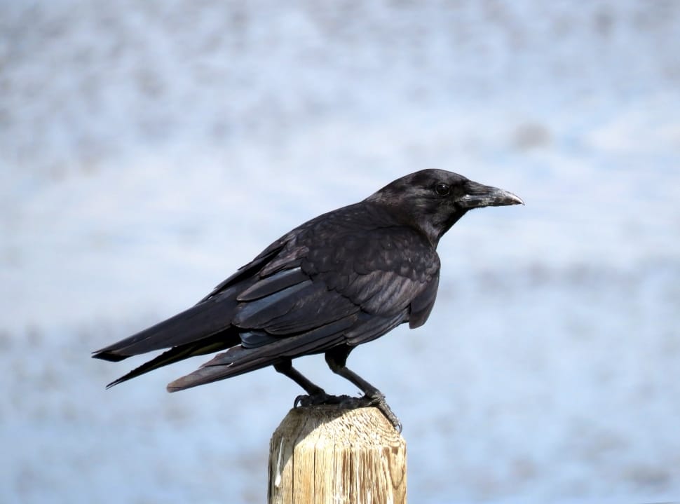 black bird on wood preview