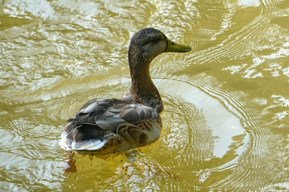brown and gray duck preview