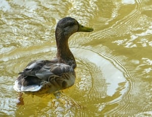 brown and gray duck thumbnail