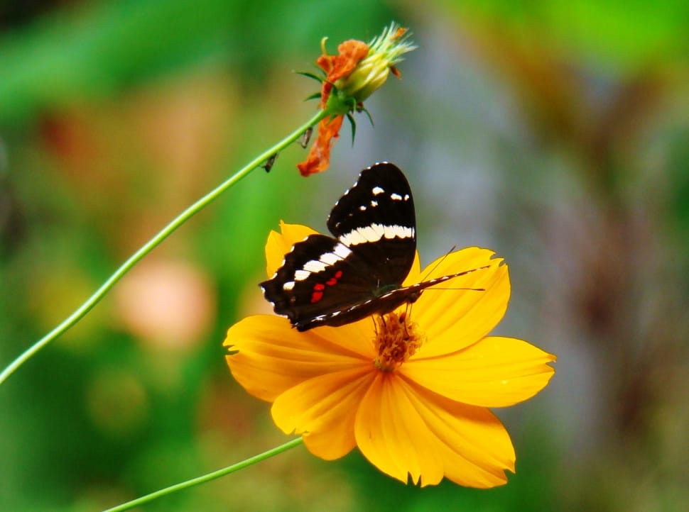black and white butterfly and yellow flower preview