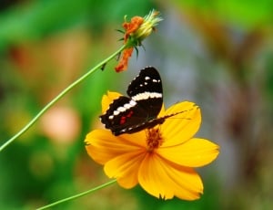 black and white butterfly and yellow flower thumbnail