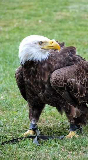 bald eagle in green grass field thumbnail