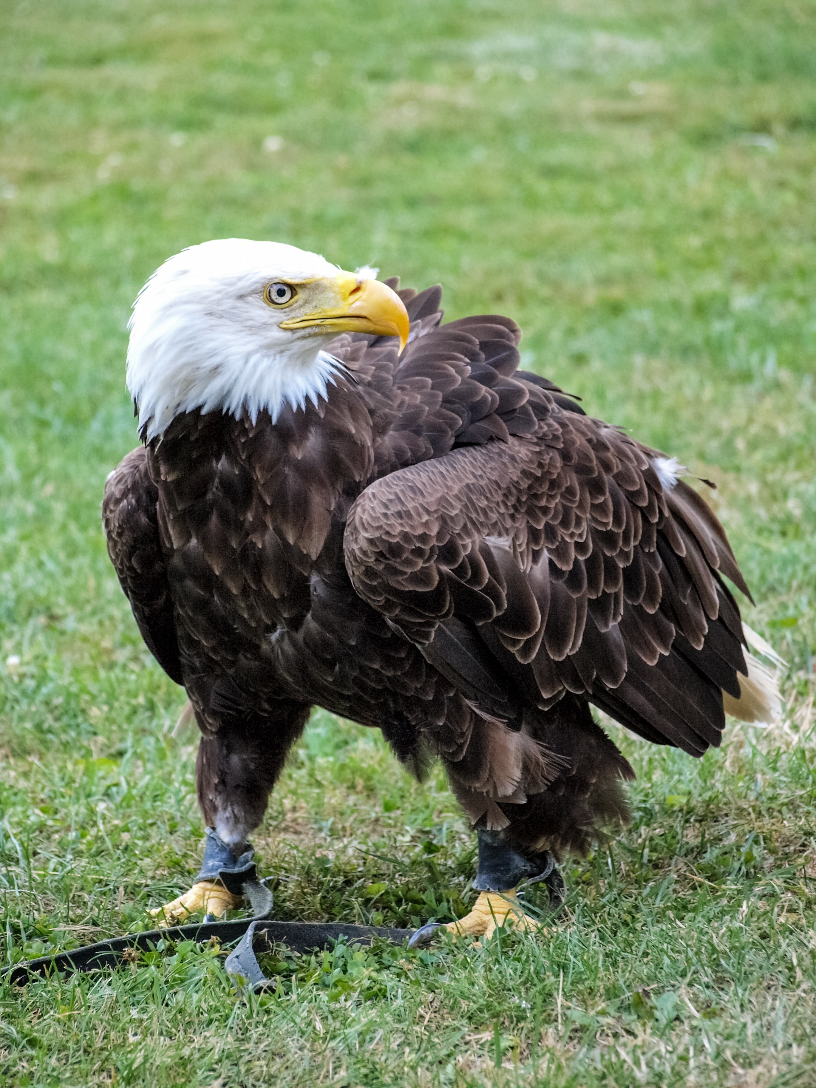 bald eagle in green grass field
