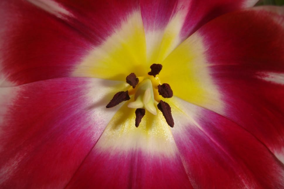 Bulbs, Spring, Garden, Tulip, Outdoor, flower, petal preview