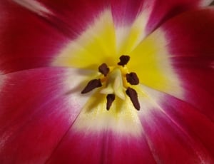 Bulbs, Spring, Garden, Tulip, Outdoor, flower, petal thumbnail
