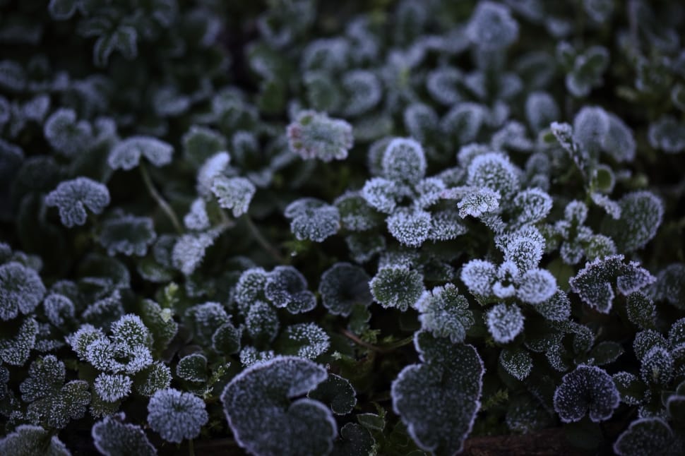 frozen leaves preview