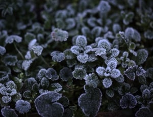 frozen leaves thumbnail