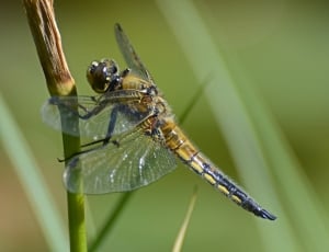 yellow and black dragonfly on green stem plant thumbnail
