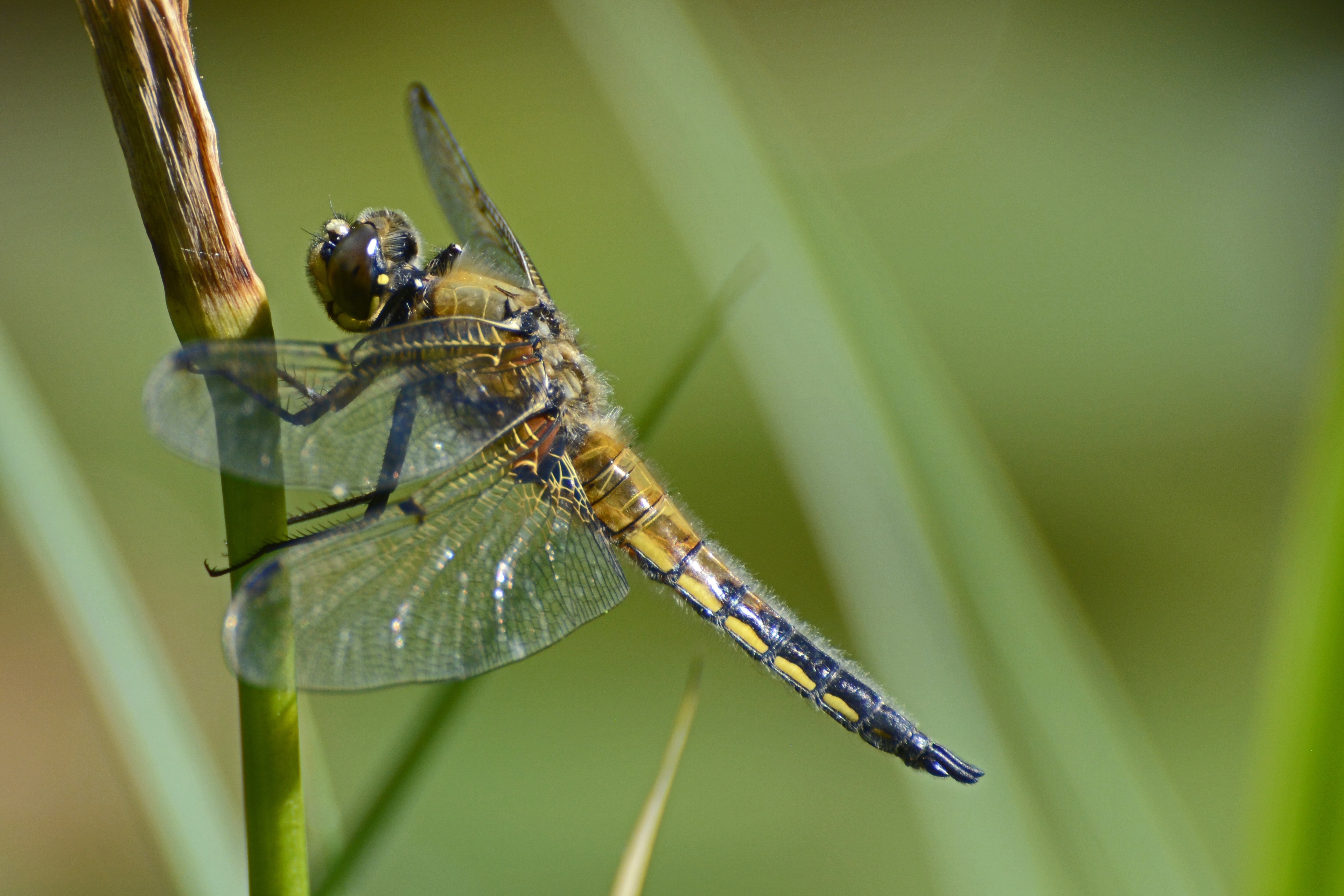 yellow and black dragonfly on green stem plant