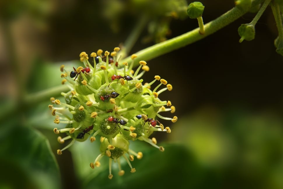Fire Ants on green flower pod close up focus photo preview