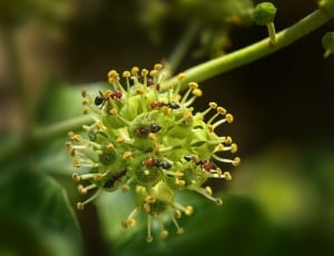 Fire Ants on green flower pod close up focus photo thumbnail