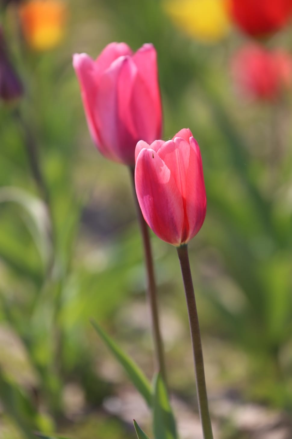 shallow focus photography tulips flowers preview