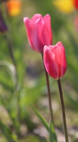 shallow focus photography tulips flowers thumbnail