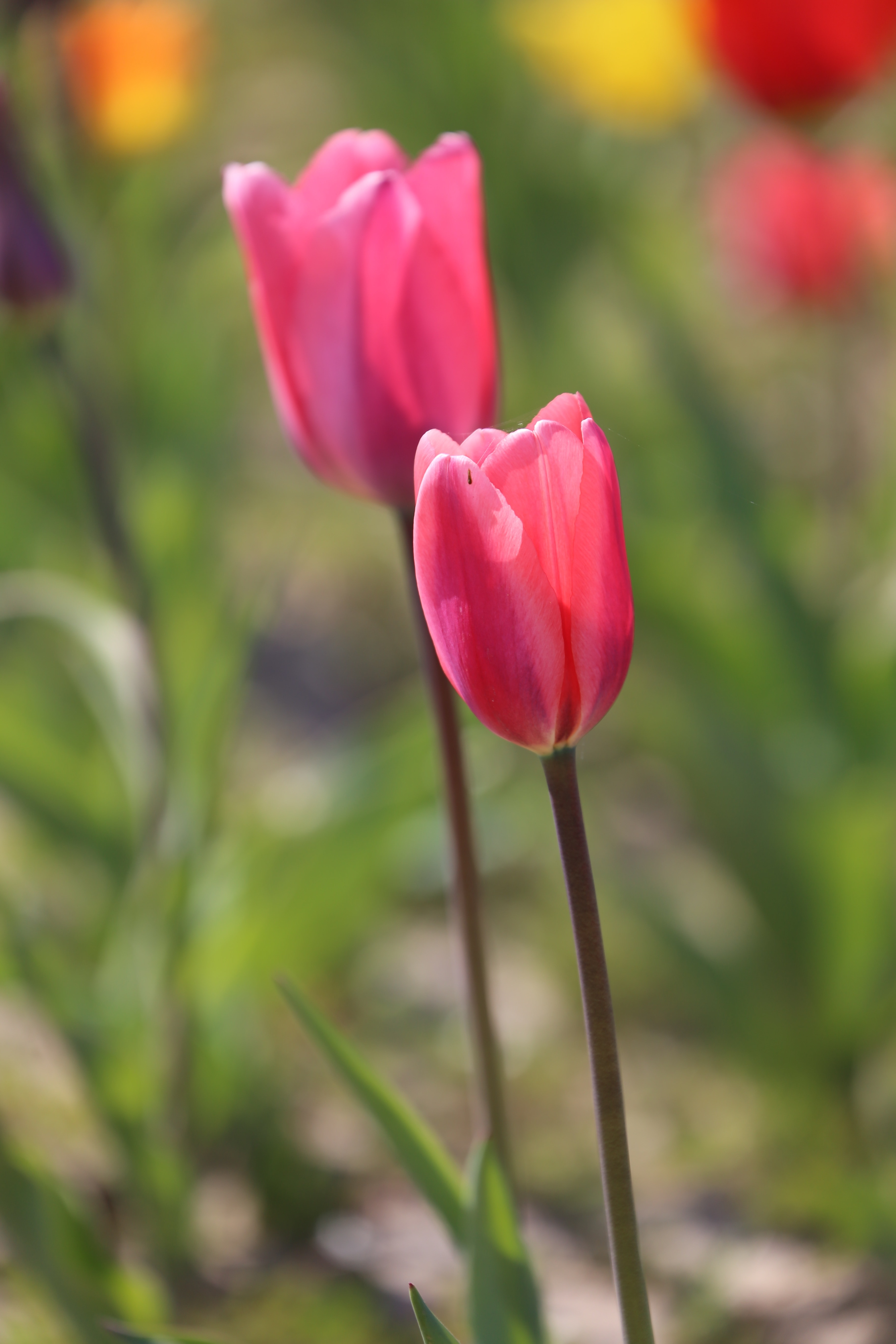shallow focus photography tulips flowers