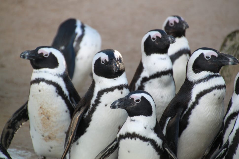 flock of penguins preview
