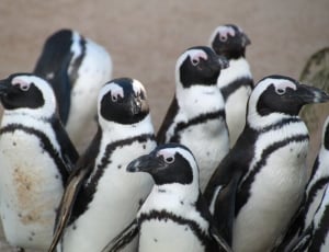 flock of penguins thumbnail