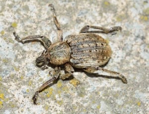 close-up photography of six-legged arachnid thumbnail