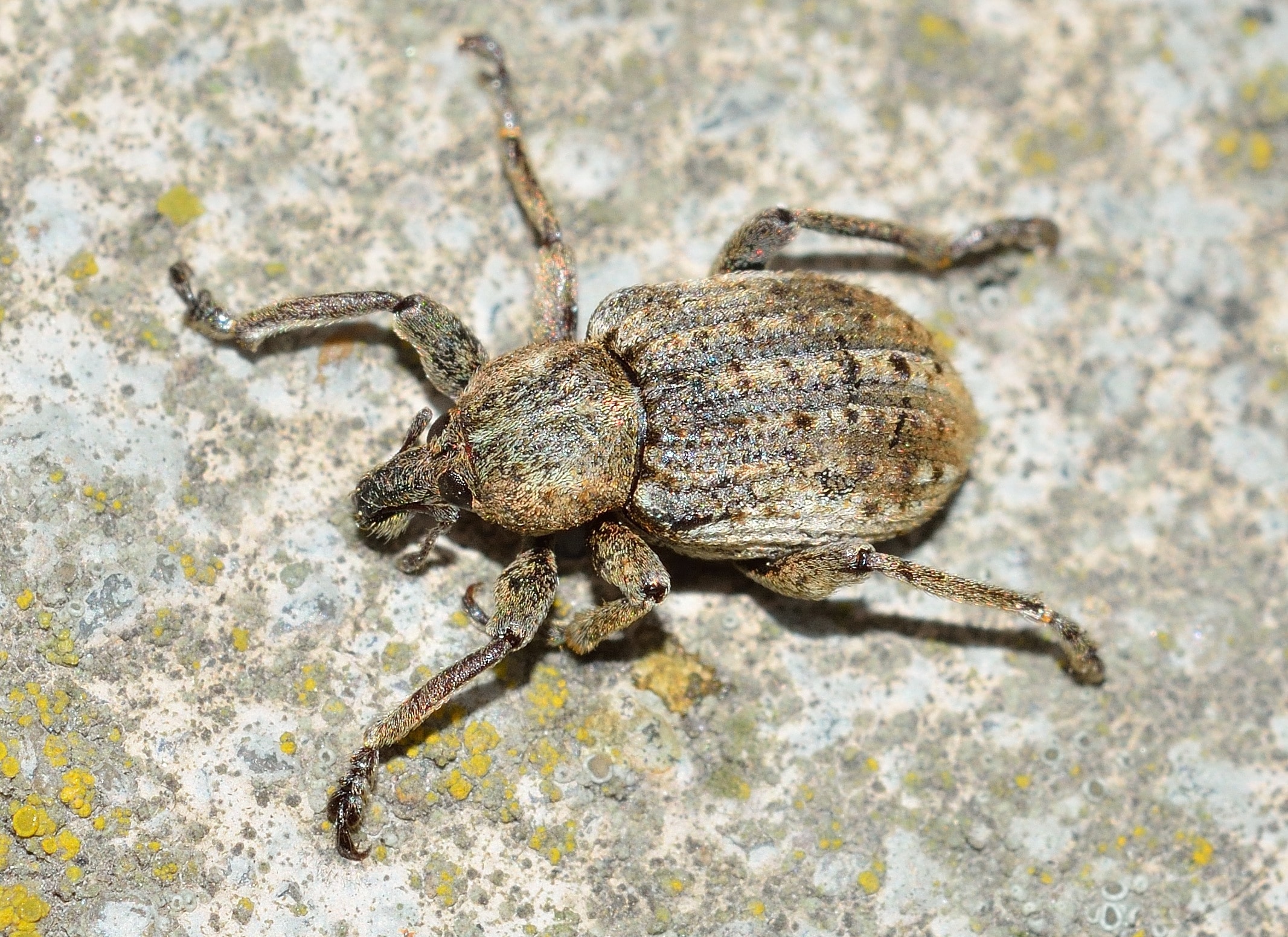 close-up photography of six-legged arachnid