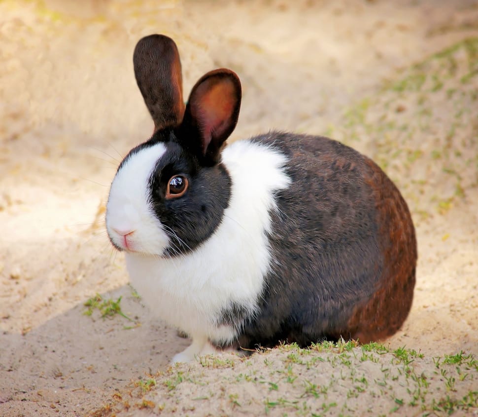 white and brown rabbit preview
