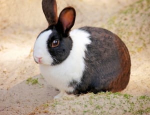 white and brown rabbit thumbnail