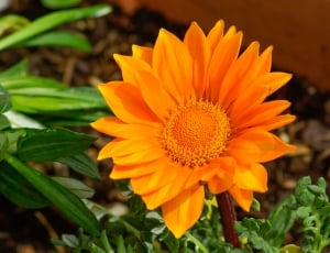 close-photo of brown daisy thumbnail